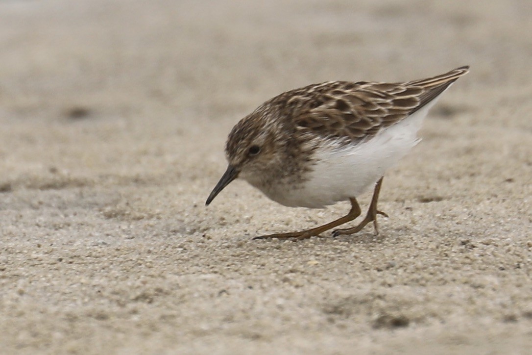 Least Sandpiper - ML635036043