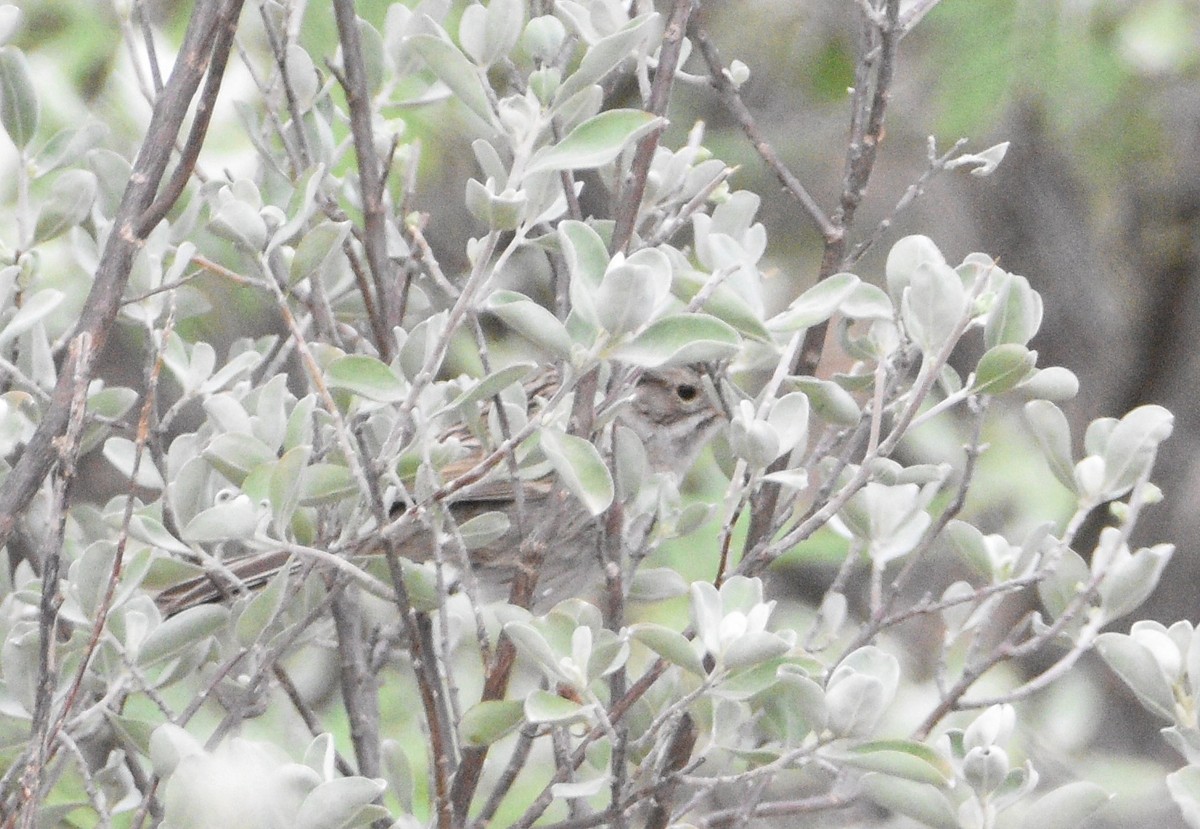 Brewer's Sparrow - ML635036066