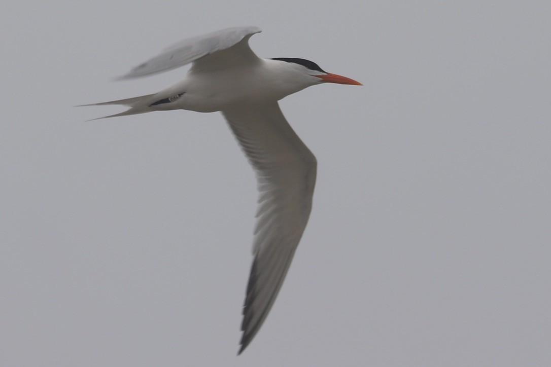 Royal Tern - ML635036084