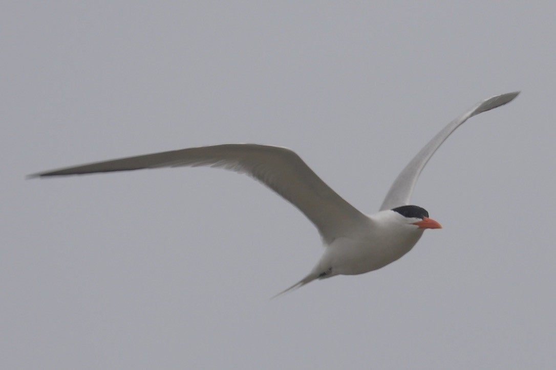 Royal Tern - ML635036085