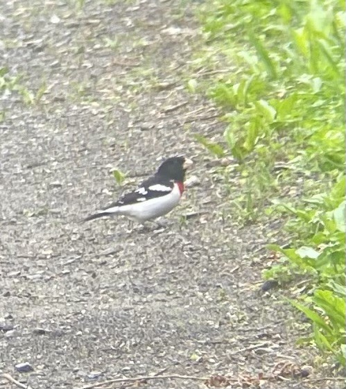 Rose-breasted Grosbeak - ML635036096