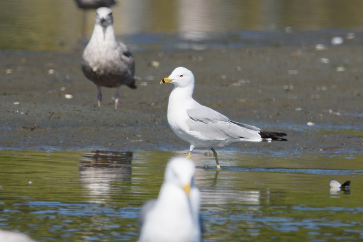 Ring-billed Gull - ML635036110