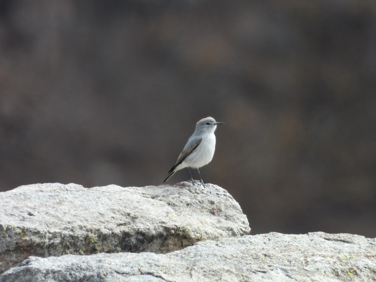 Rufous-naped Ground-Tyrant - ML635036119