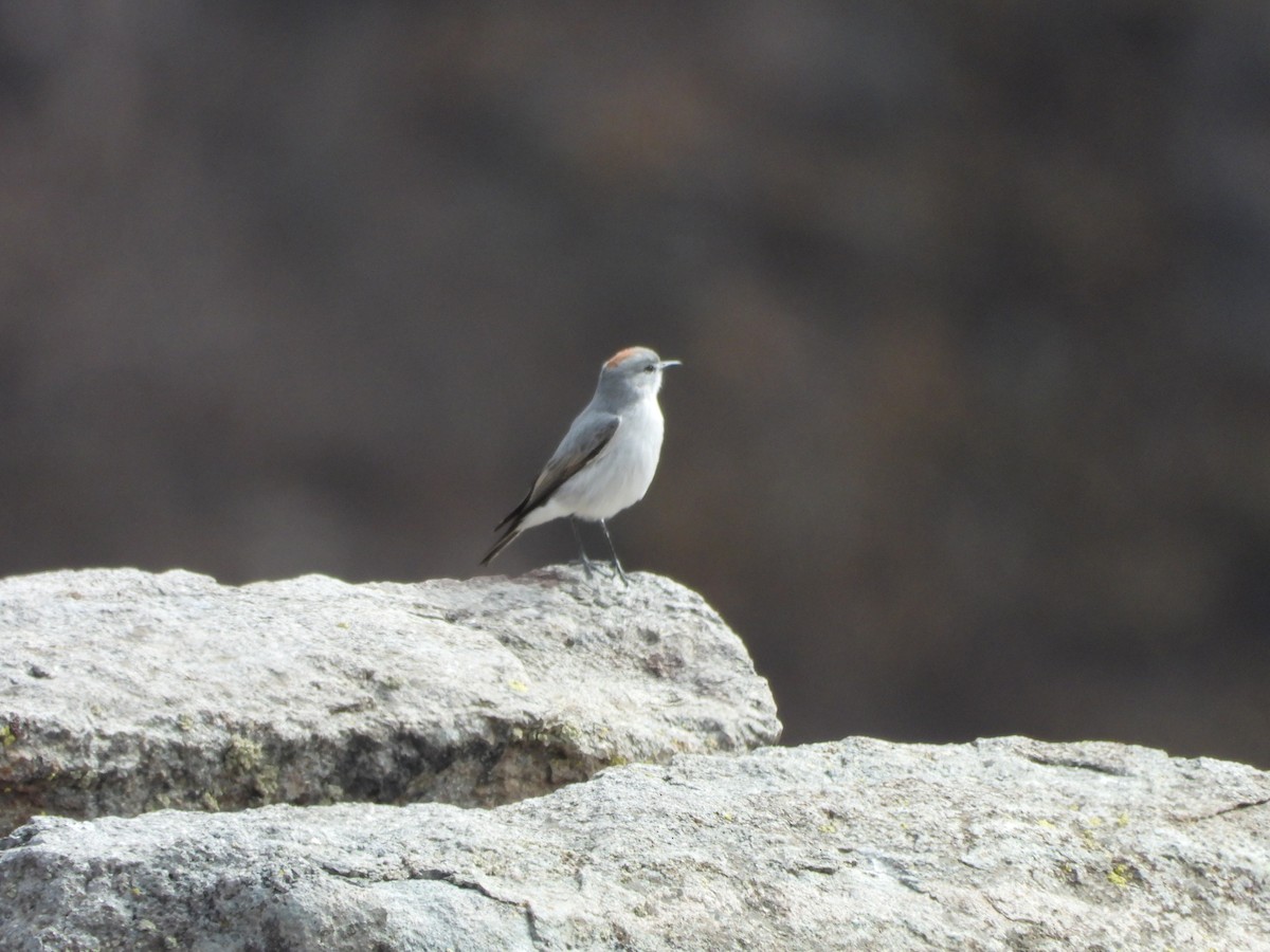 Rufous-naped Ground-Tyrant - ML635036120