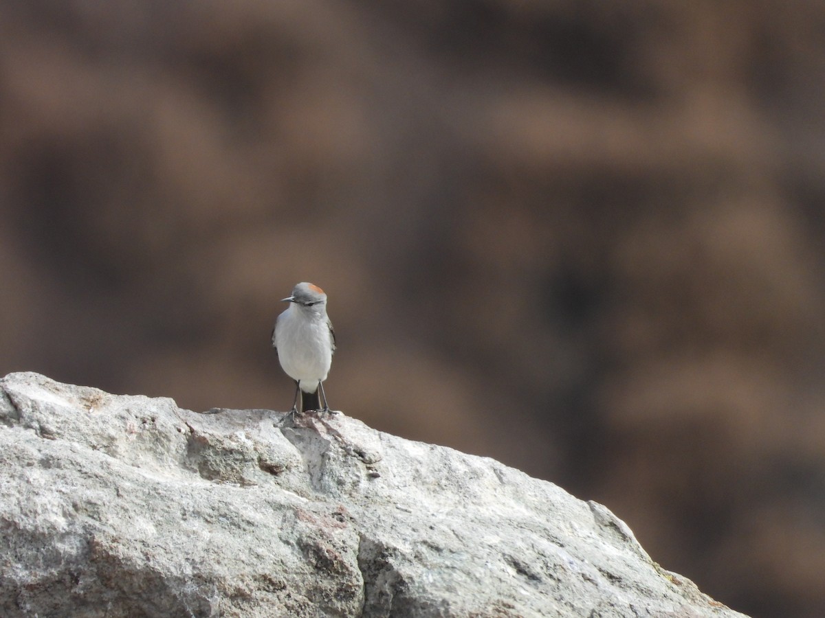 Rufous-naped Ground-Tyrant - ML635036121