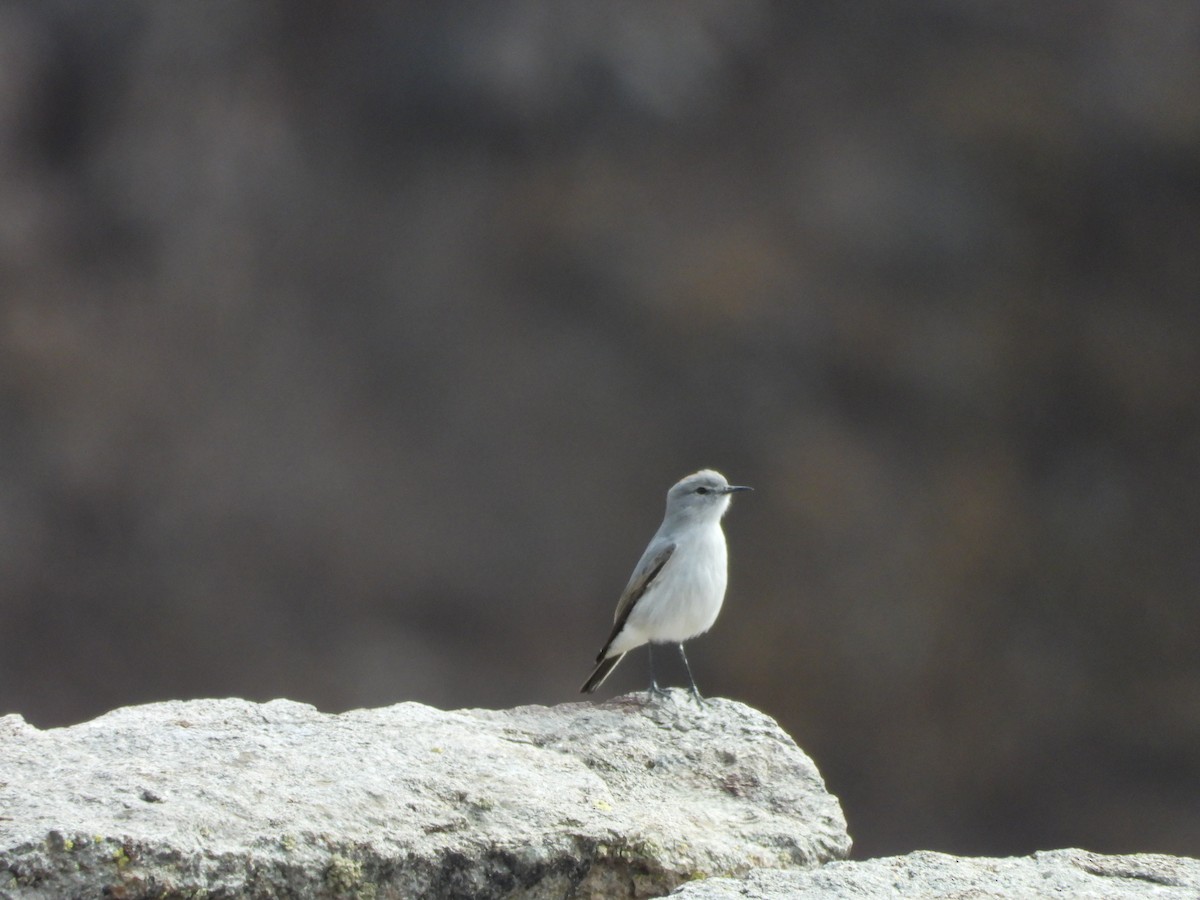Rufous-naped Ground-Tyrant - ML635036122