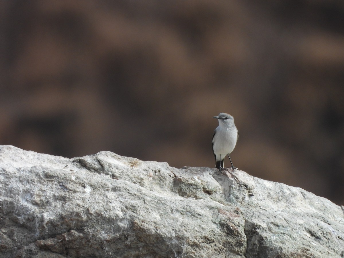 Rufous-naped Ground-Tyrant - ML635036124