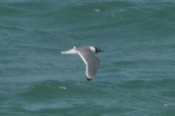 Franklin's Gull - ML635036209