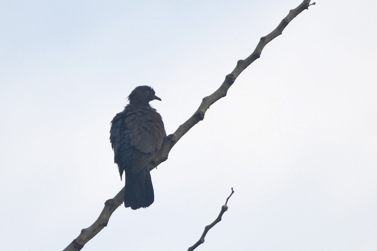 Plain Pigeon - ML635036221