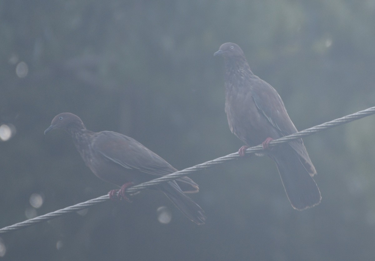 Plain Pigeon - ML635036222