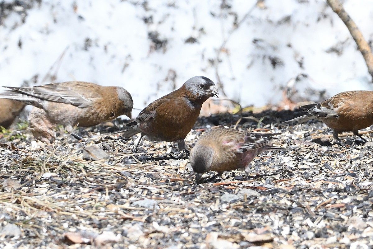 Gray-crowned Rosy-Finch (Hepburn's) - ML635036253
