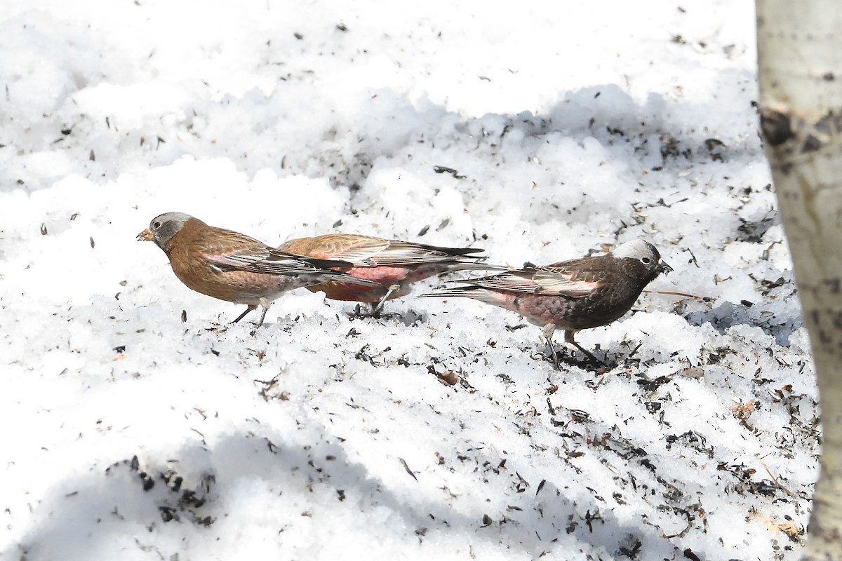 Gray-crowned Rosy-Finch (Hepburn's) - ML635036284