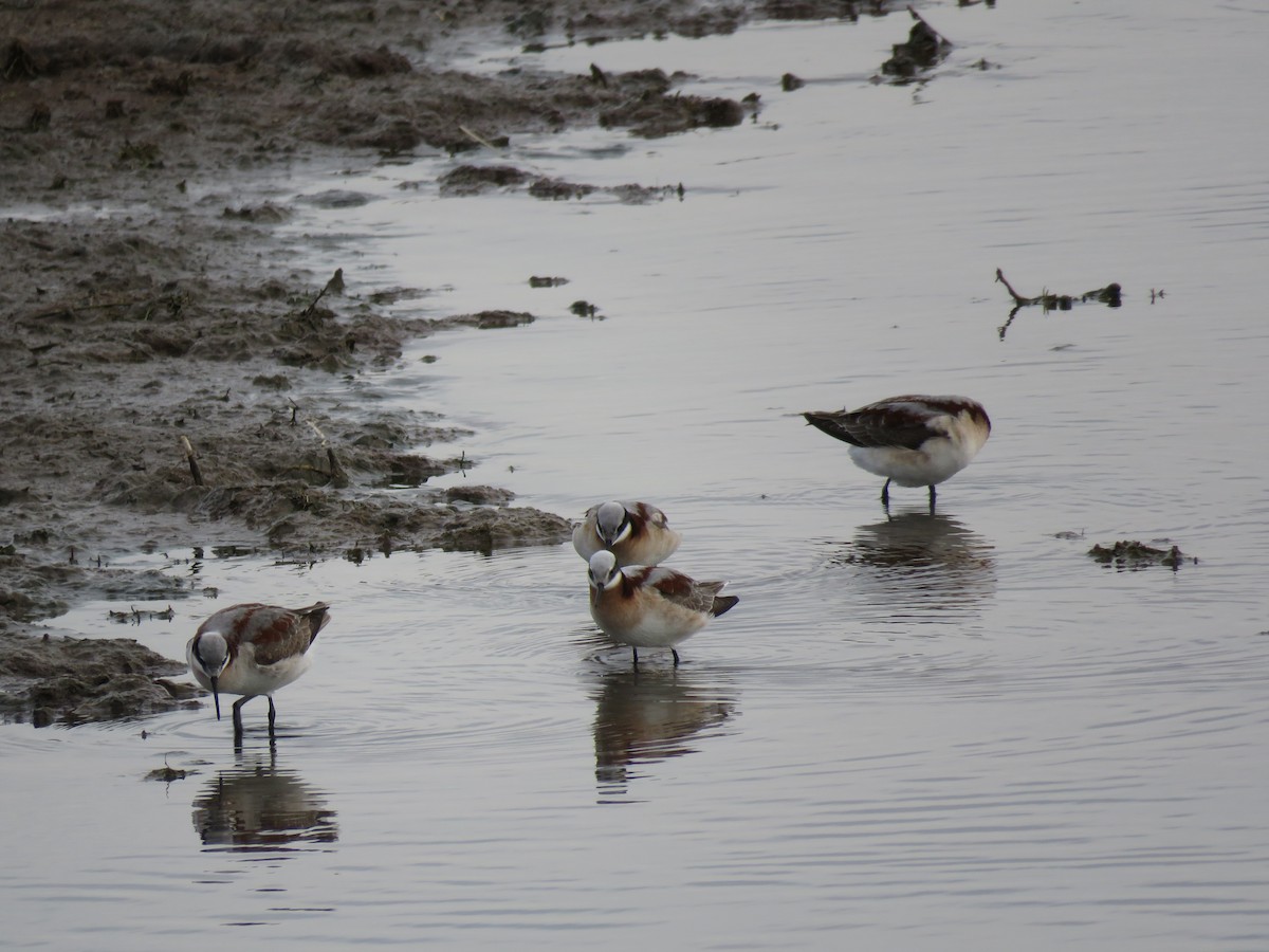 Wilson's Phalarope - ML635036355