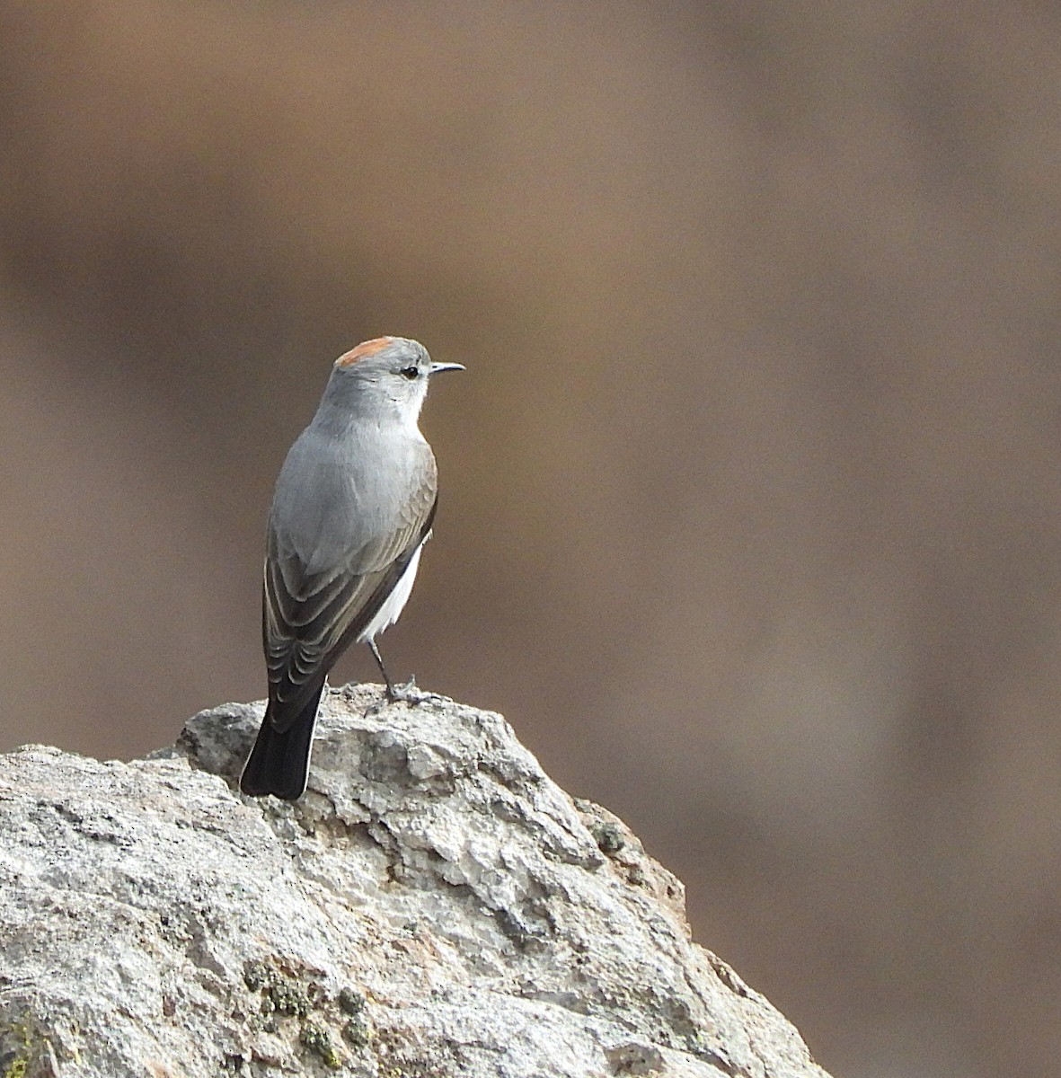 Rufous-naped Ground-Tyrant - ML635036360