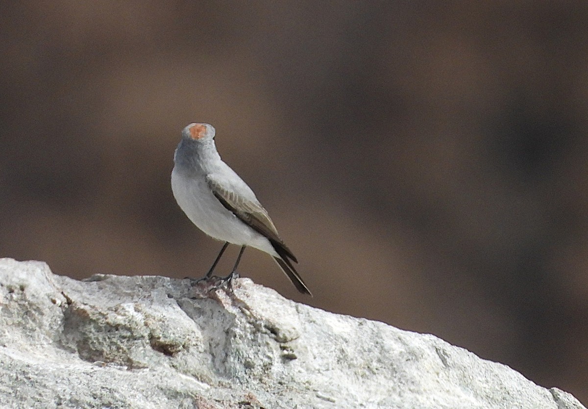 Rufous-naped Ground-Tyrant - ML635036361