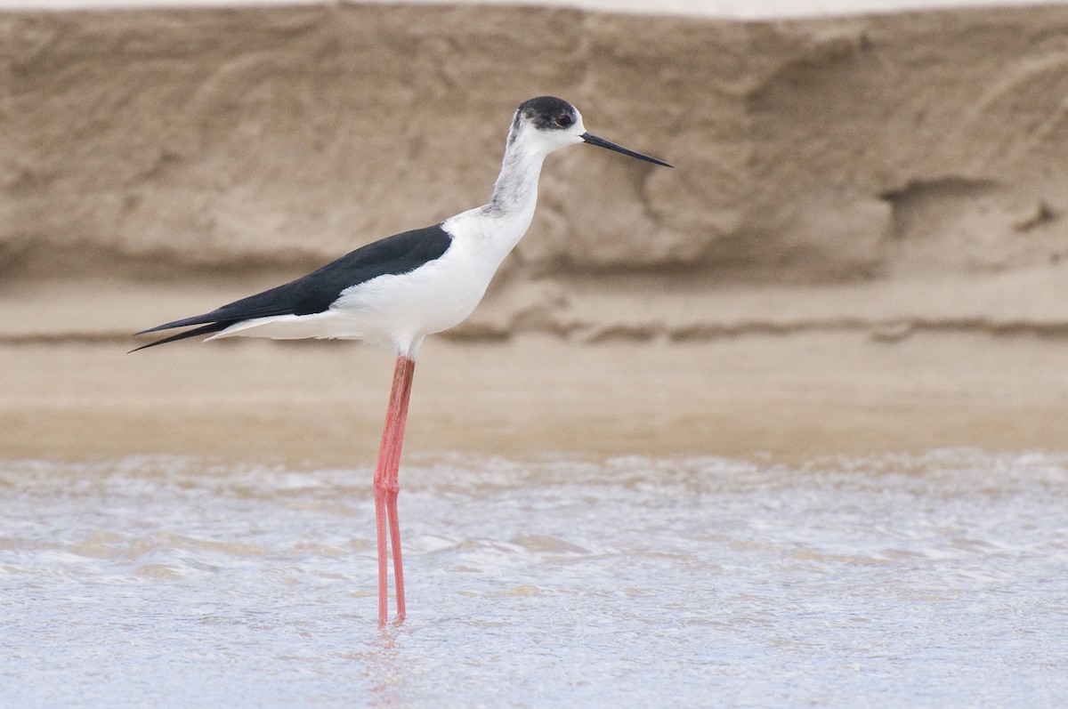 Black-winged Stilt - ML635036397
