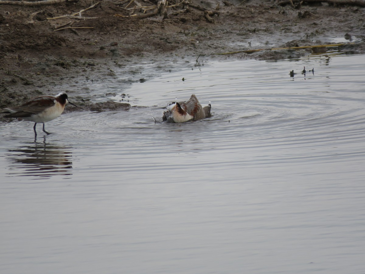 Wilson's Phalarope - ML635036407