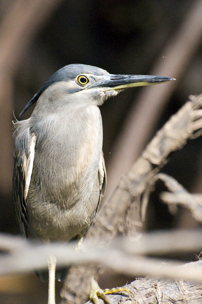 Striated Heron (Old World) - ML635036414
