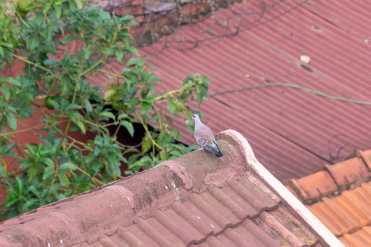 Speckled Pigeon - ML635036427