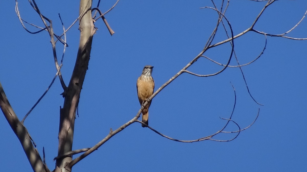 Streak-throated Bush-Tyrant - ML635036464