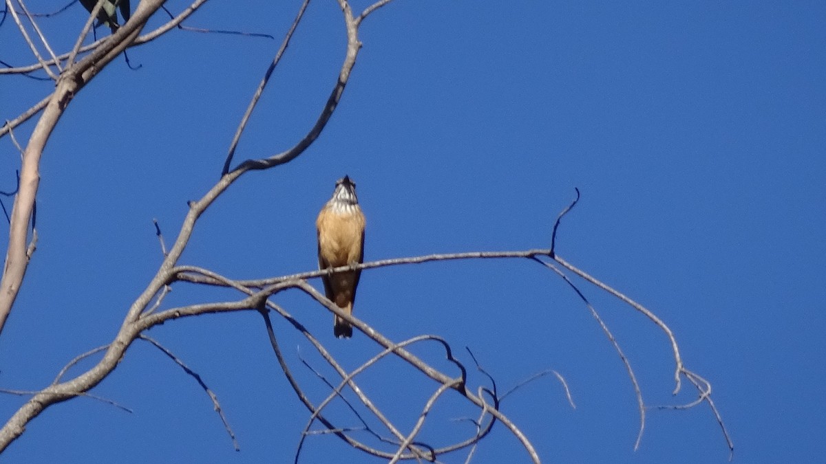Streak-throated Bush-Tyrant - ML635036465