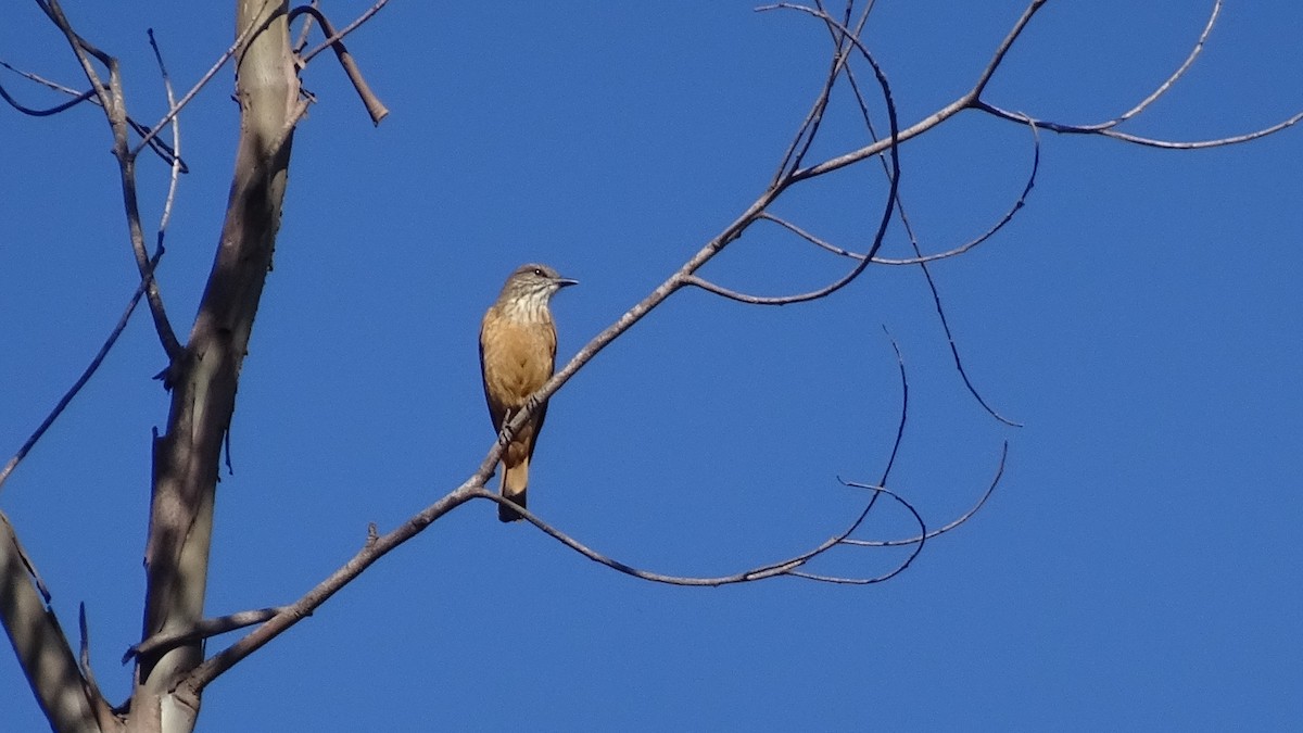Streak-throated Bush-Tyrant - ML635036466