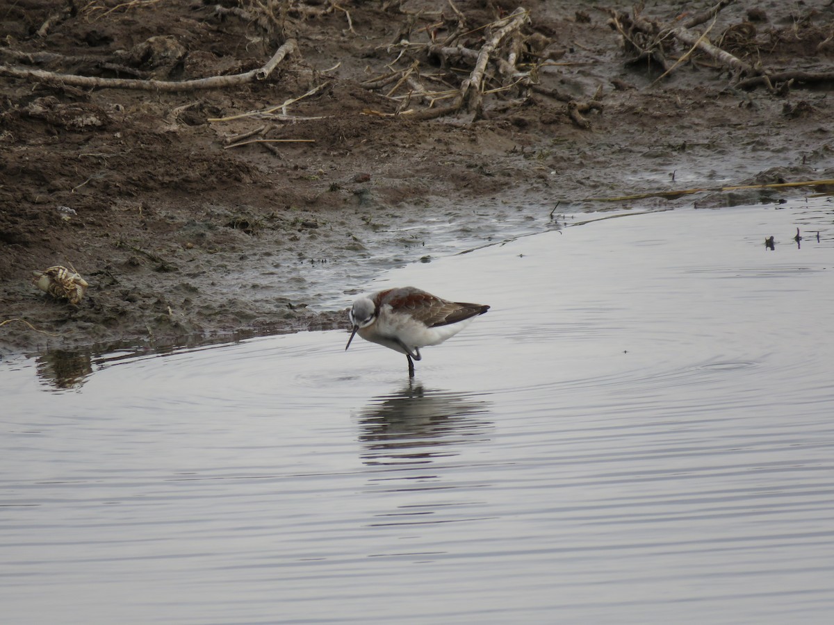 Wilson's Phalarope - ML635036515