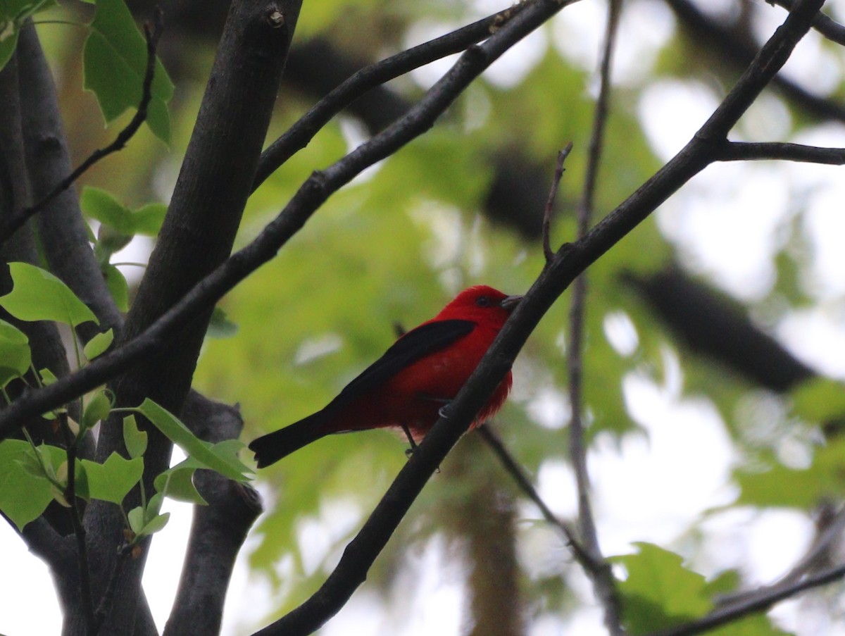 Scarlet Tanager - ML635036537