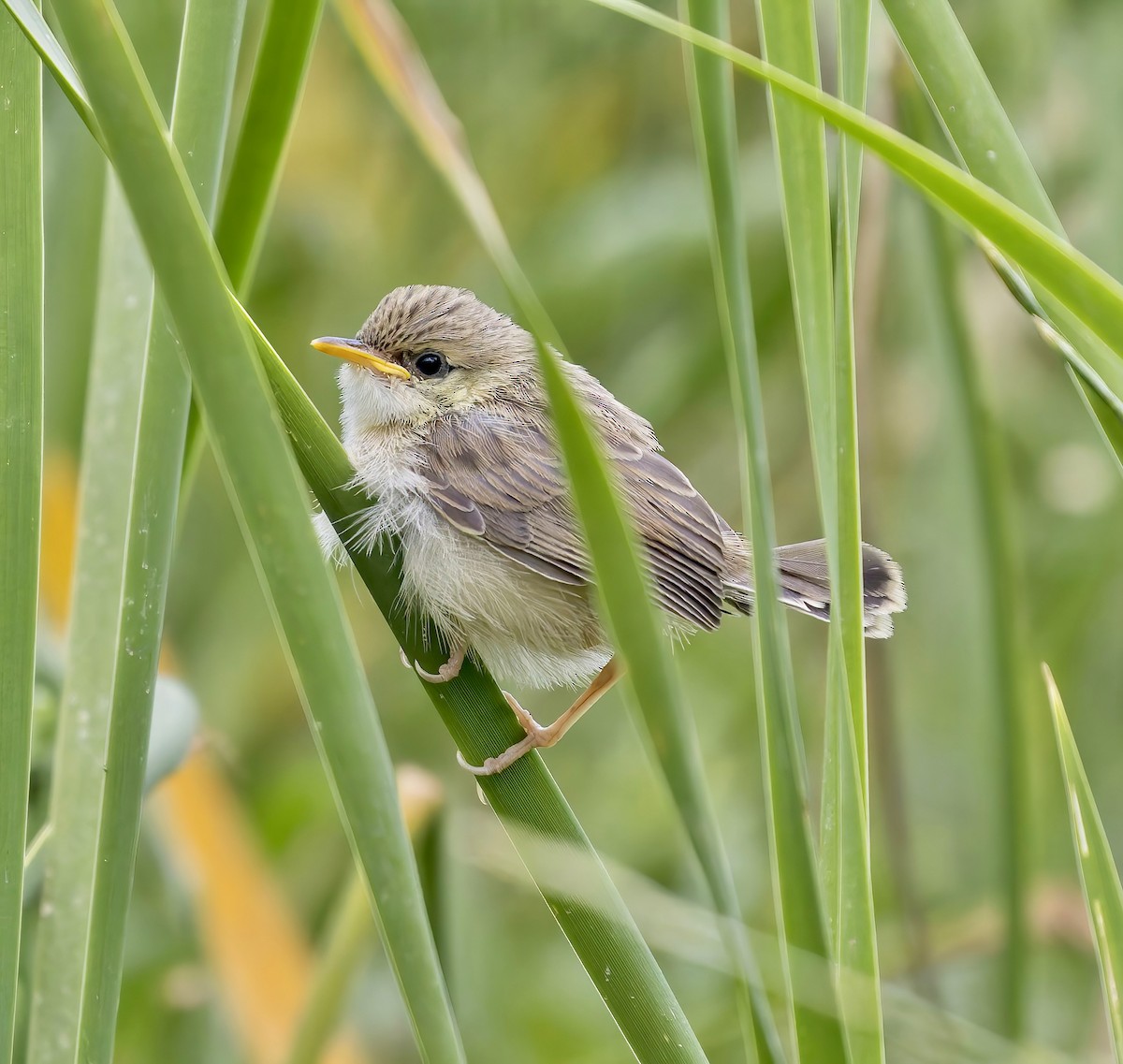 Prinia gracile - ML635036719