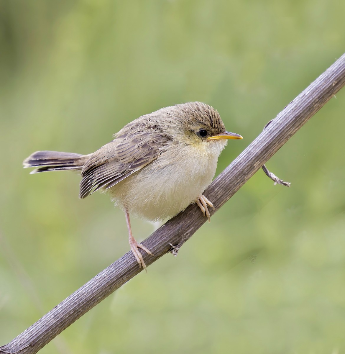 Prinia gracile - ML635036720