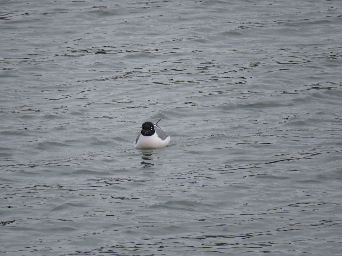 Franklin's Gull - ML635036783