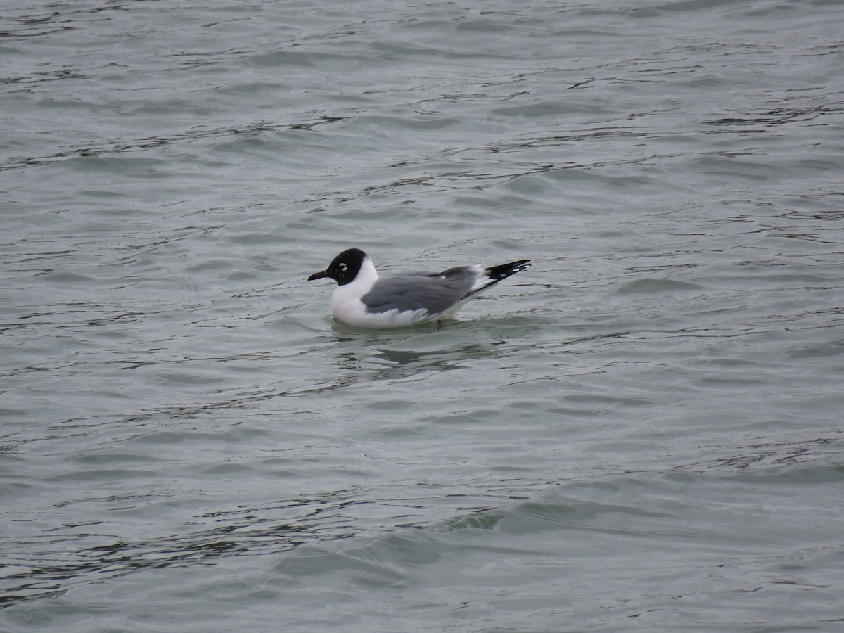 Franklin's Gull - ML635036784