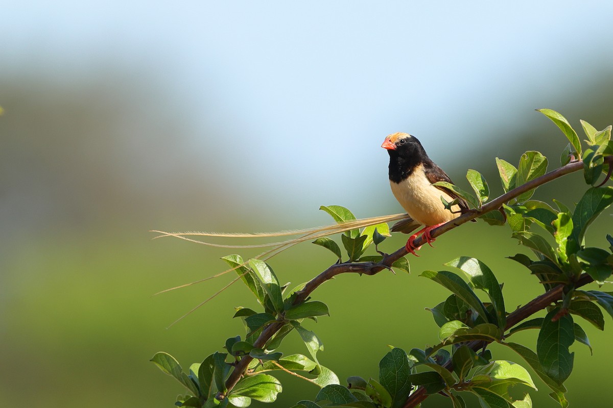 Straw-tailed Whydah - ML635036803