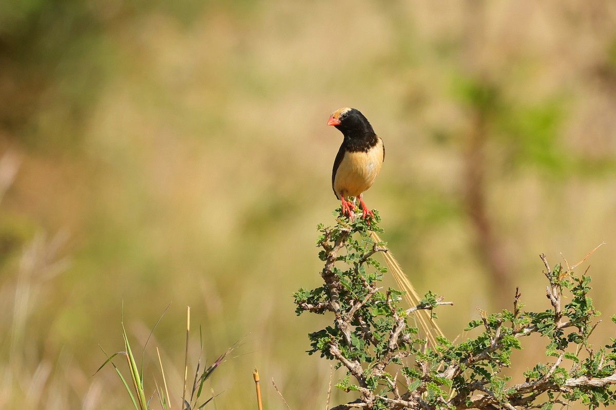 Straw-tailed Whydah - ML635036804