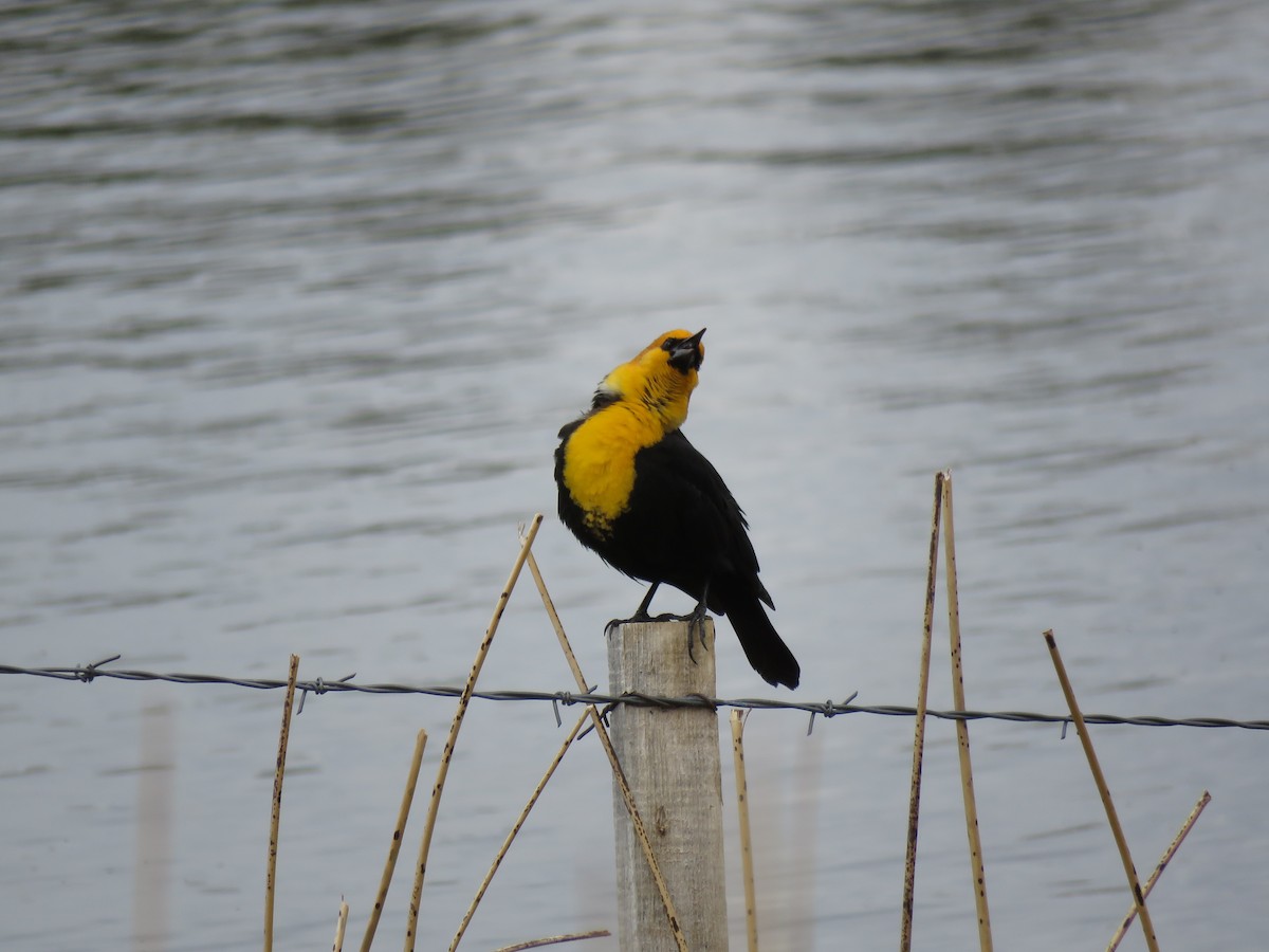 Yellow-headed Blackbird - ML635037036