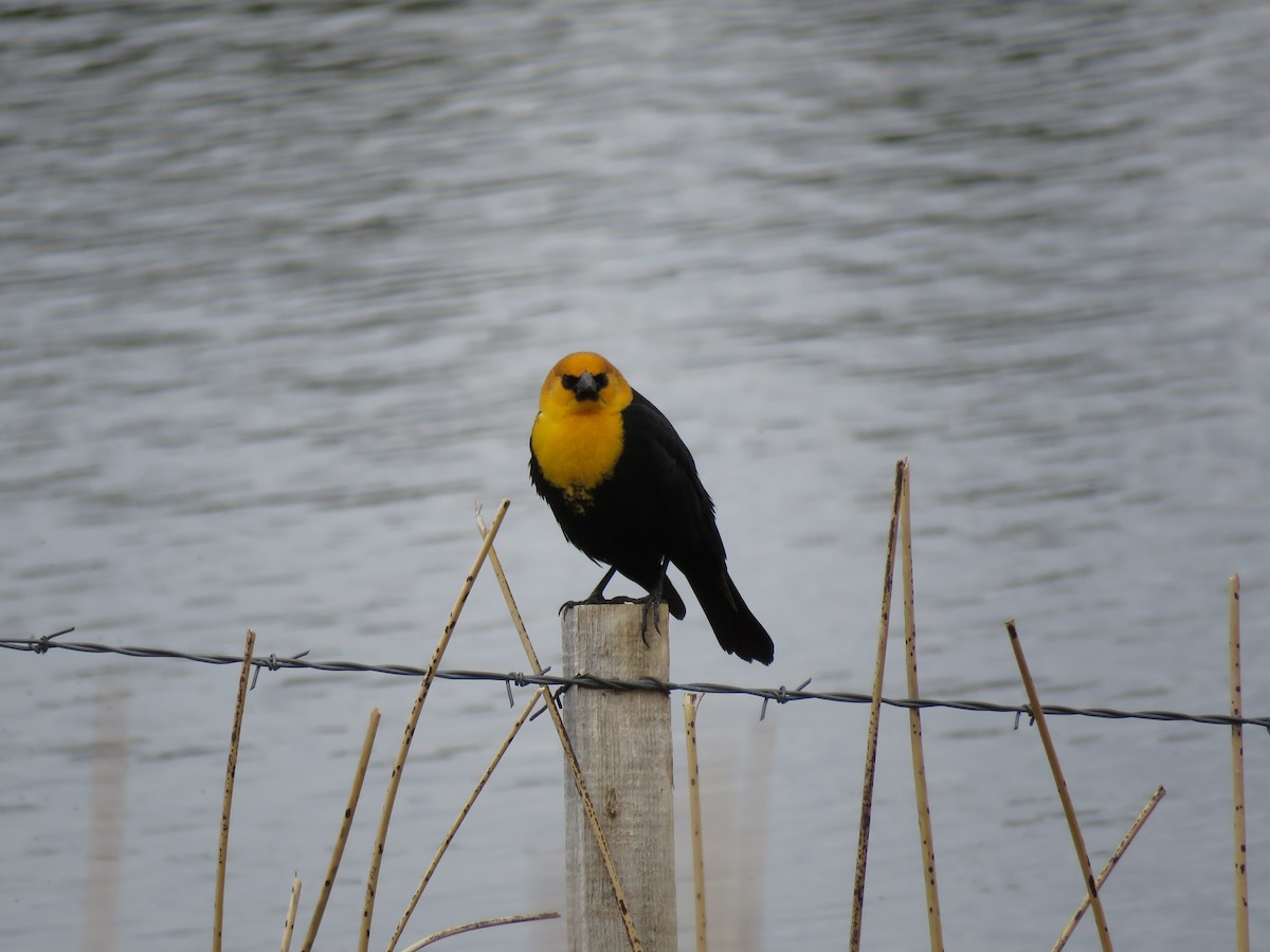 Yellow-headed Blackbird - ML635037037