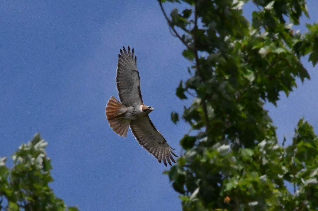Red-tailed Hawk - ML635037242