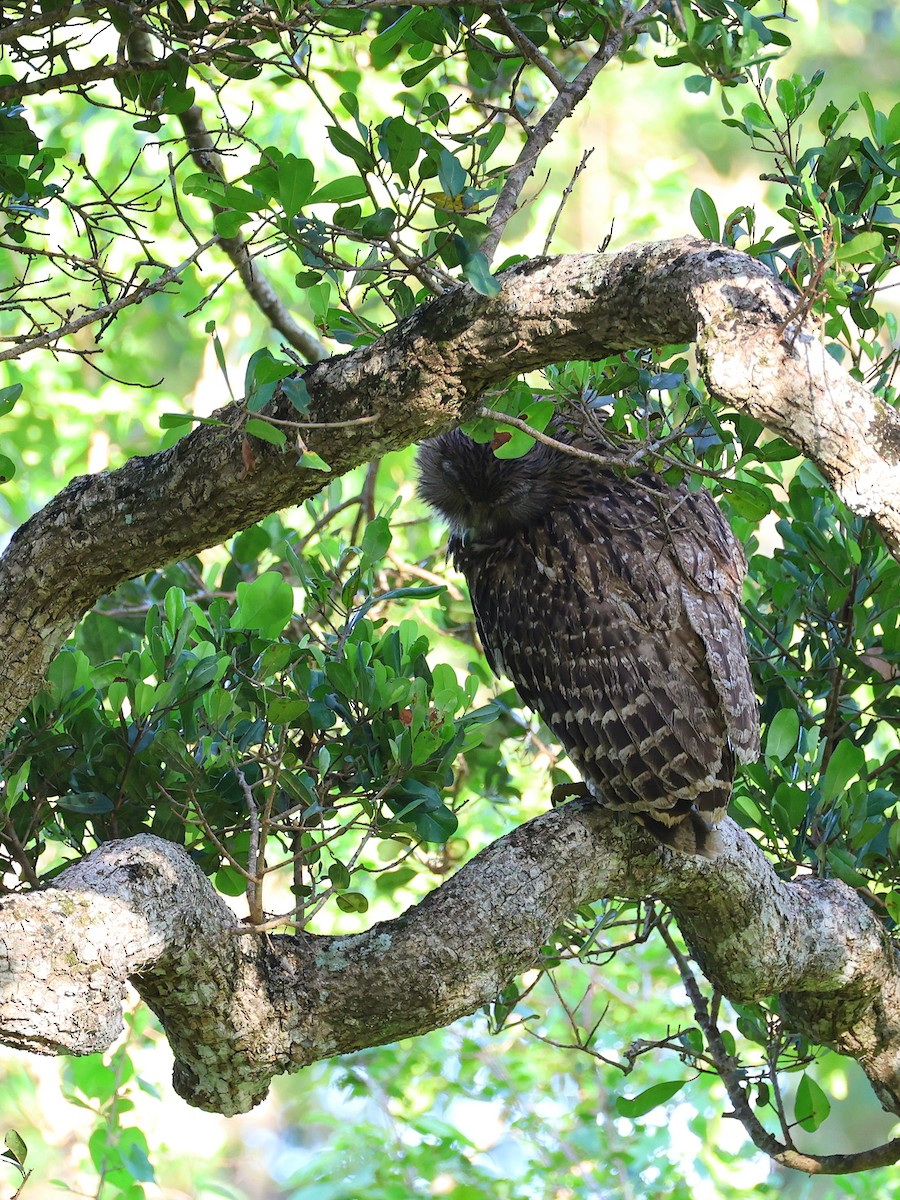 Brown Fish-Owl - ML635037245