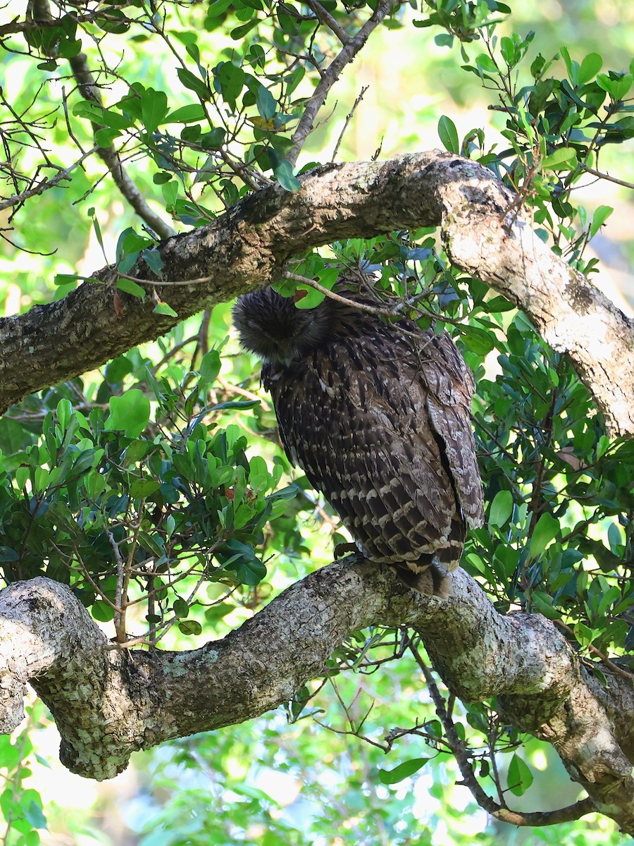 Brown Fish-Owl - ML635037246