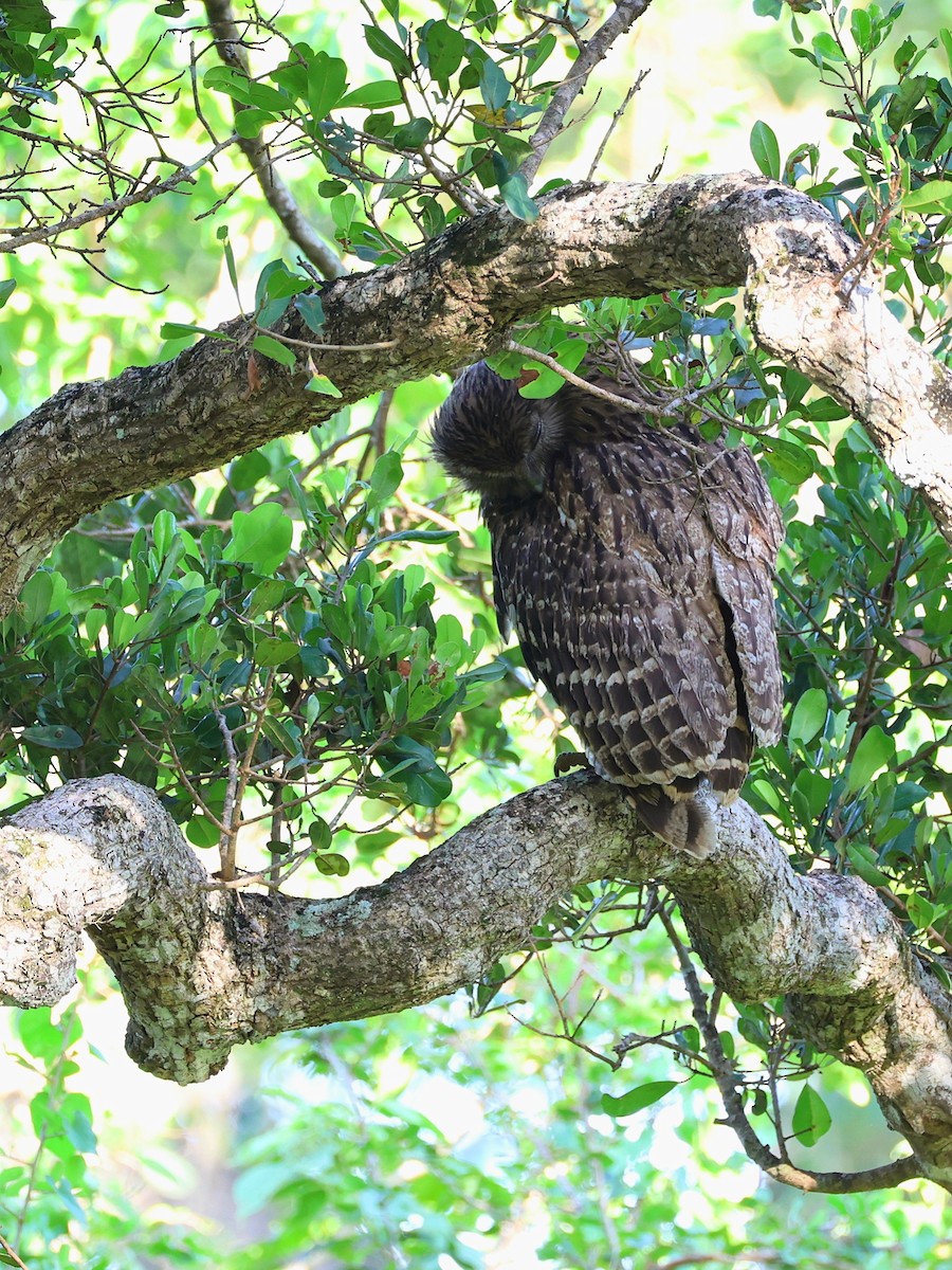 Brown Fish-Owl - ML635037247