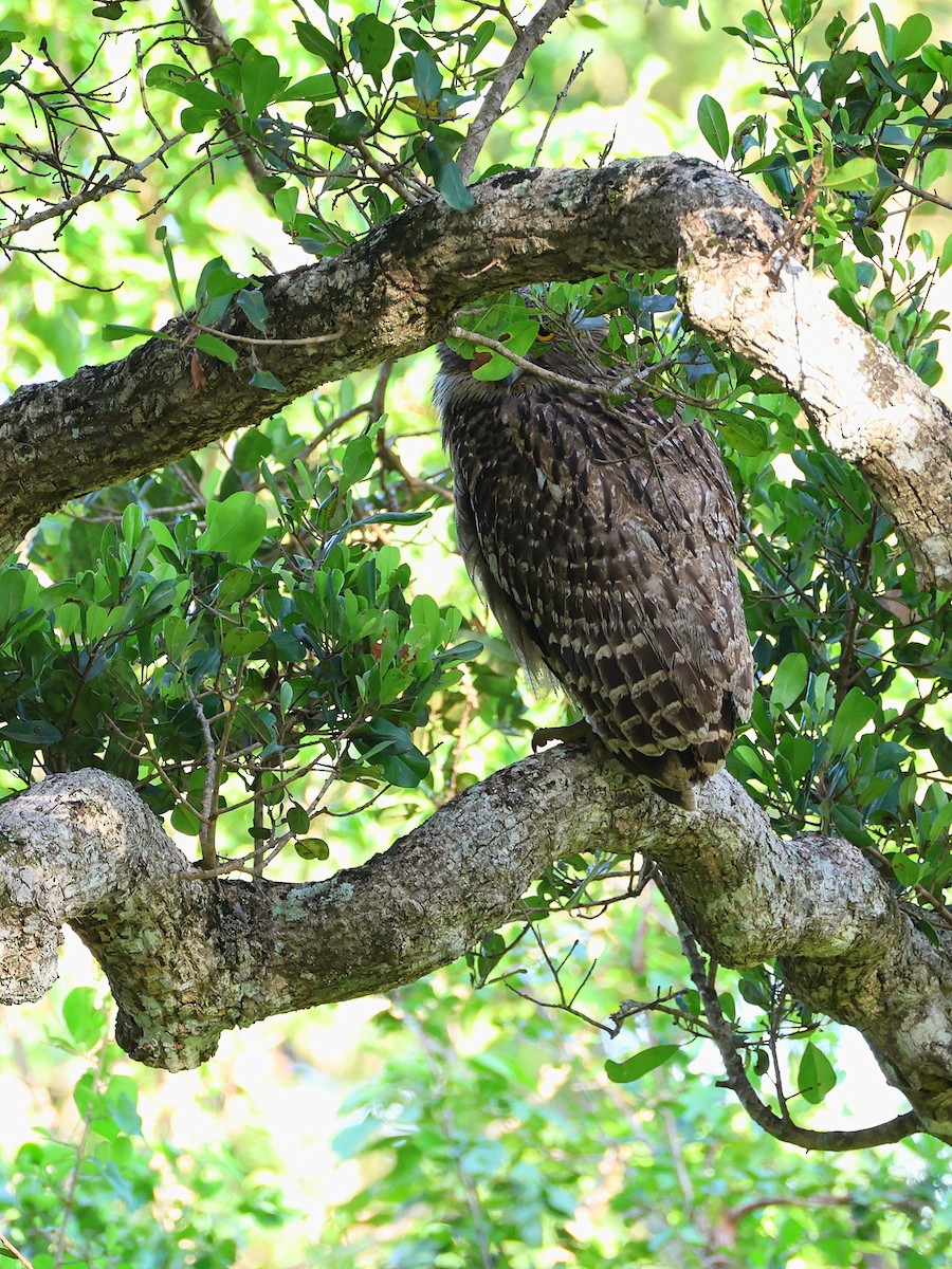 Brown Fish-Owl - ML635037248