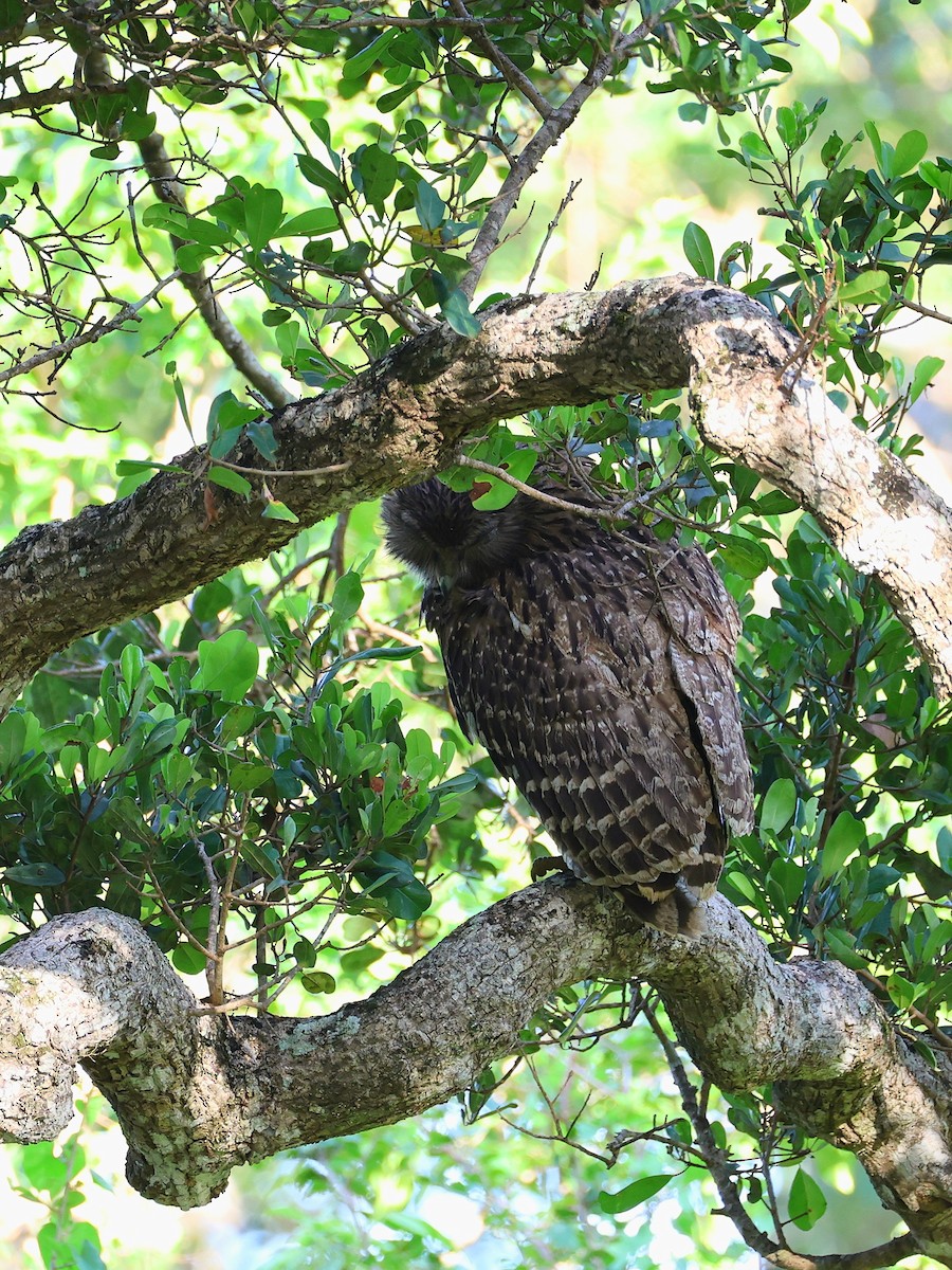 Brown Fish-Owl - ML635037249