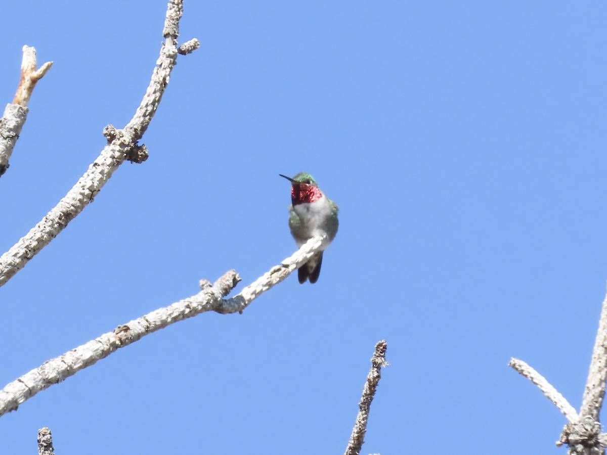 Broad-tailed Hummingbird - ML635037288