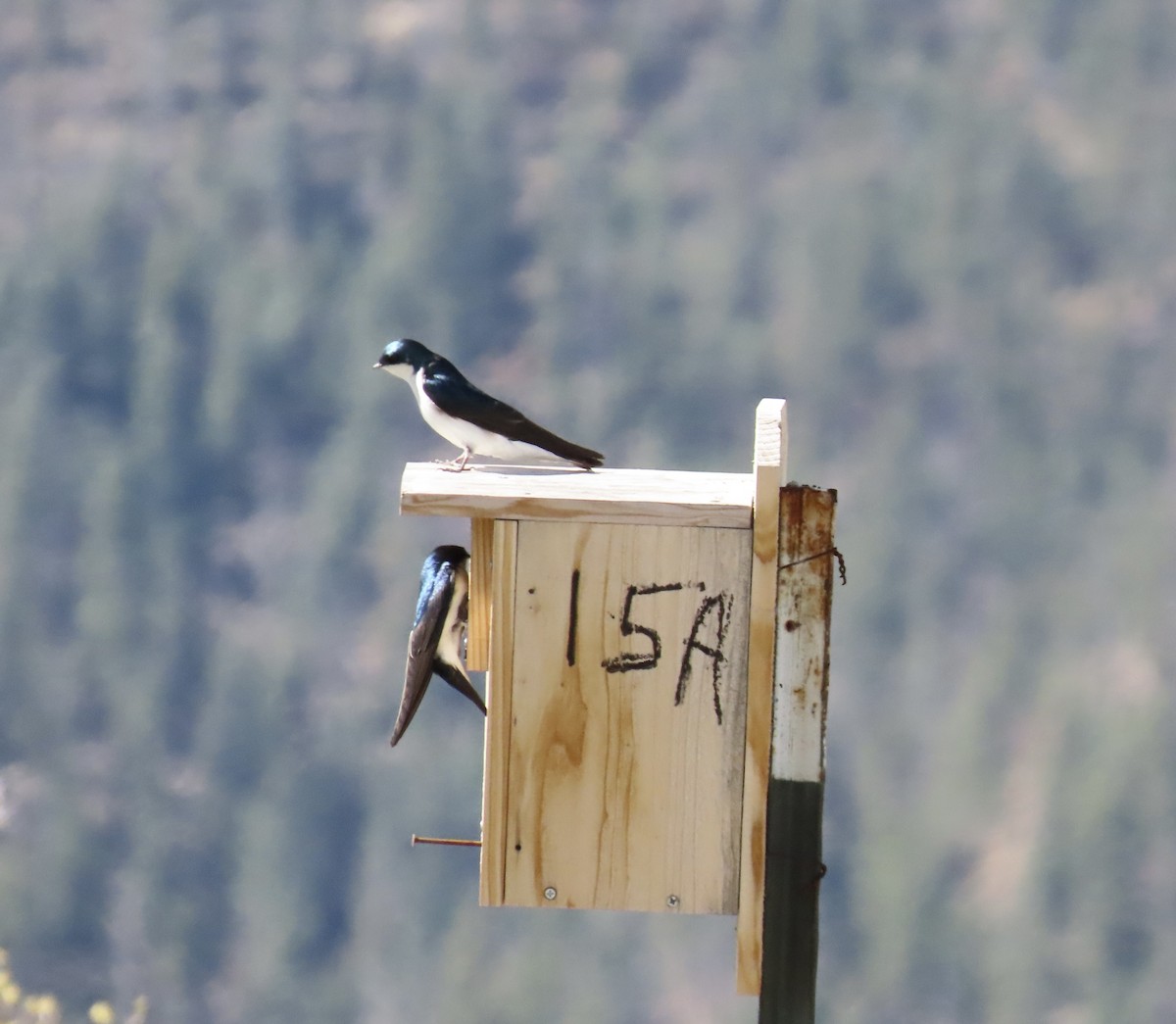 Tree Swallow - ML635037315