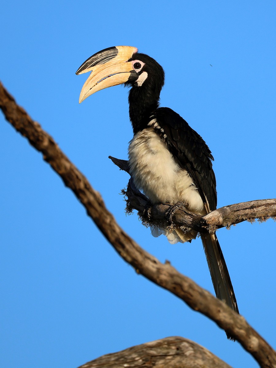 Malabar Pied-Hornbill - ML635037359