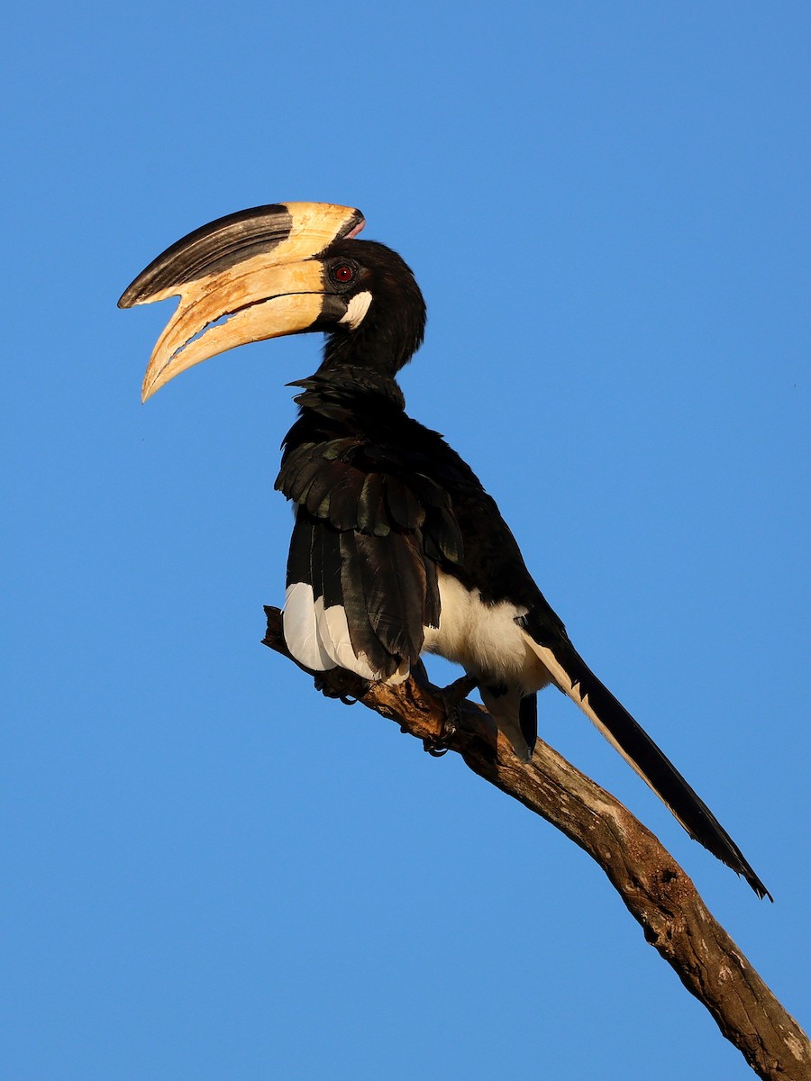 Malabar Pied-Hornbill - ML635037361