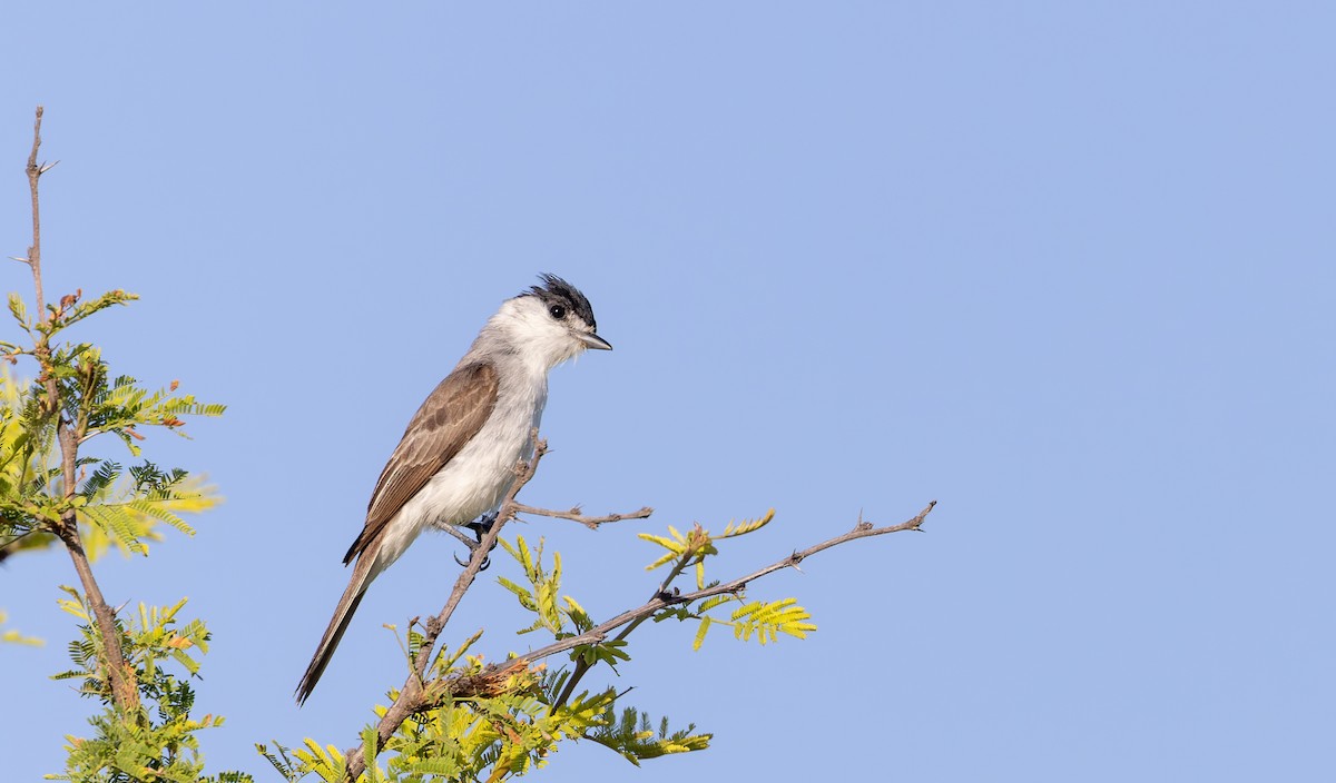 White-naped Xenopsaris - ML635037430