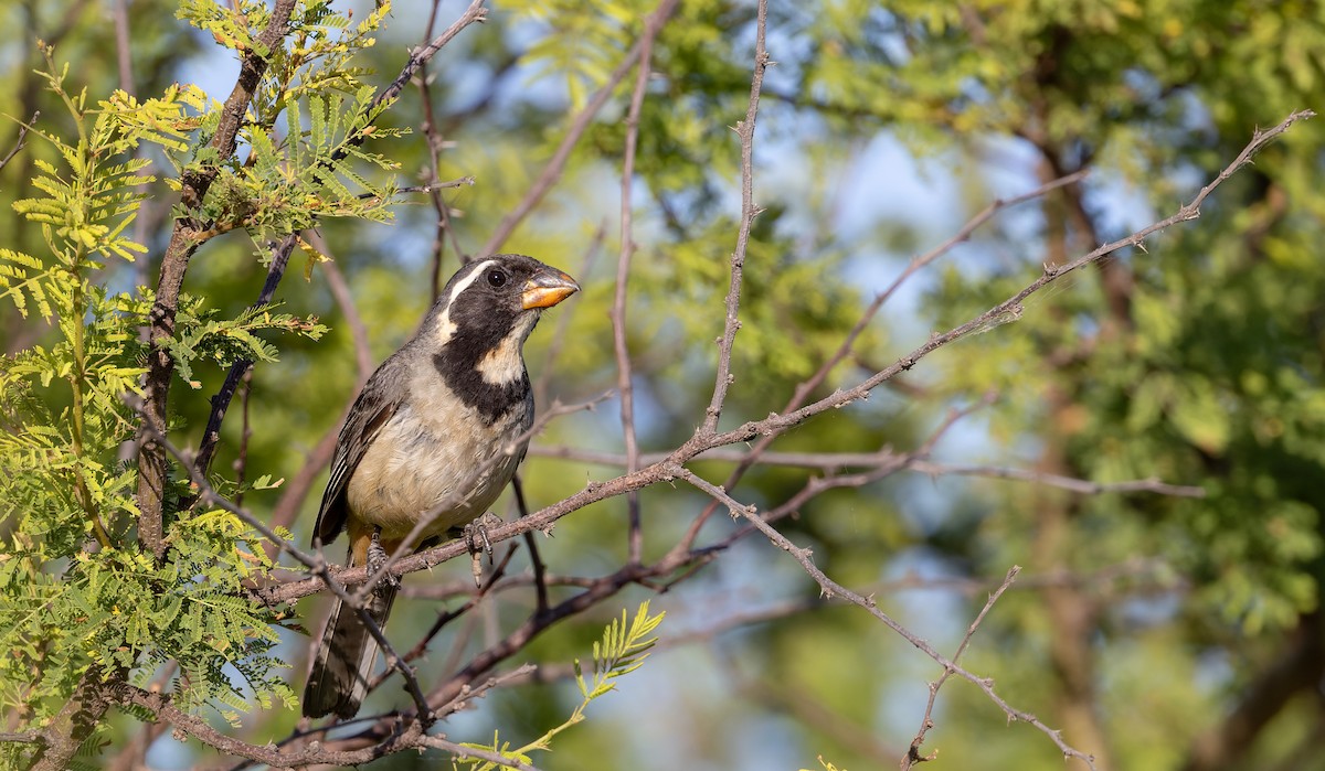 Golden-billed Saltator - ML635037459