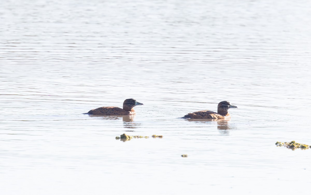 Masked Duck - ML635037655