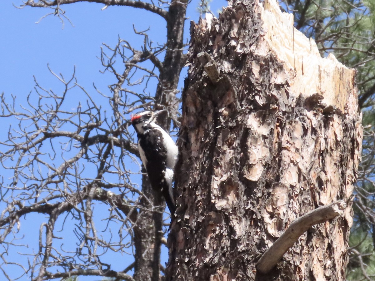 Hairy Woodpecker - ML635037731